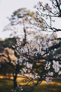 Close-up of cherry blossom against sky