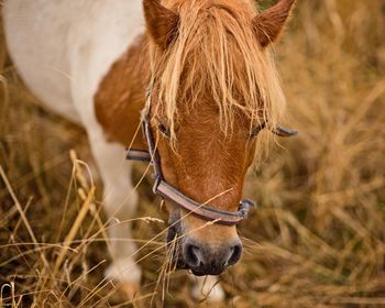 Pony blonde