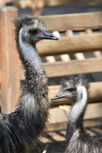 Close-up of ostrich