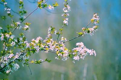 Close-up of cherry blossom tree