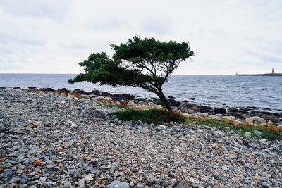 Tree growing on rocks by sea against sky