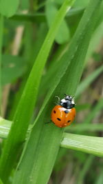 Close-up of ladybug on leaf