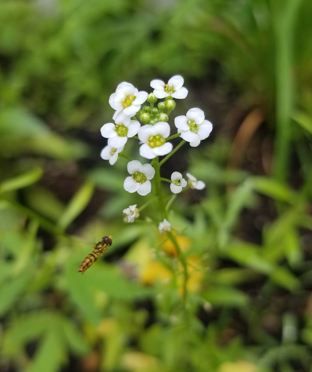 CLOSE-UP OF INSECT ON WHITE FLOWERING PLANTS