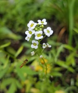 Close-up of insect on white flowering plant