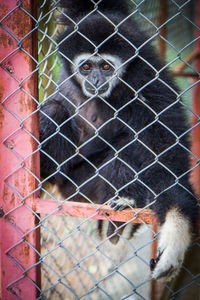 Monkey in cage seen through fence in zoo
