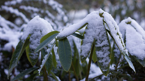 Close-up of frozen plant during winter