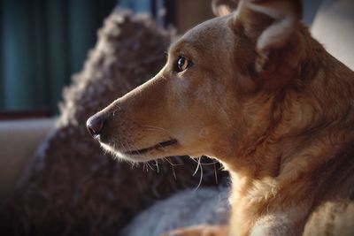 Close-up of dog