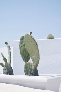 Close-up of cactus against clear sky