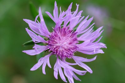 Close-up of purple flower