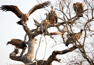 Low angle view of bird perching on tree