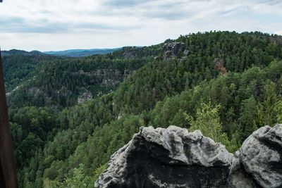 Scenic view of pine trees against sky