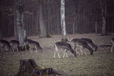 Deer on grassy field against trees at forest