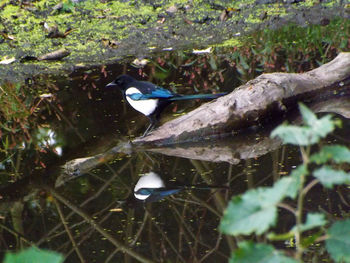 Close-up of bird in lake