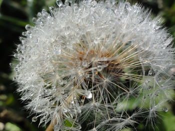 Close-up of dandelion flower