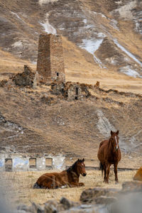 Truso, stepantsminda, georgia