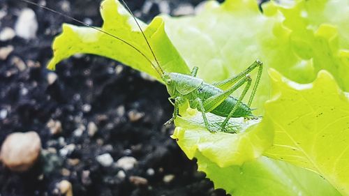 Close-up of insect on plant