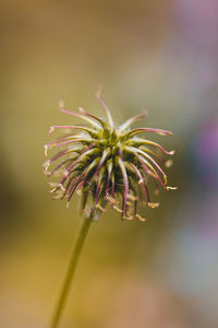 Close-up of pink flower