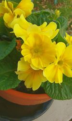 Close-up of yellow flowers