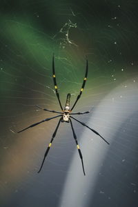 Close-up of spider on web