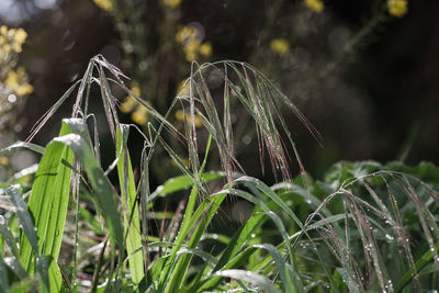 Close-up of wet grass on field during rainy season