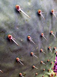 Close-up of leaves