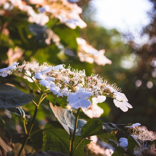 flower, growth, plant, focus on foreground, freshness, close-up, fragility, nature, beauty in nature, selective focus, leaf, petal, purple, blue, stem, day, blooming, outdoors, no people, season