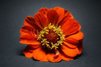 Close-up of red flower blooming outdoors