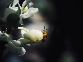 Close-up of insect on flower