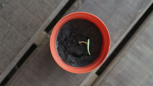 High angle view of a cat in potted plant