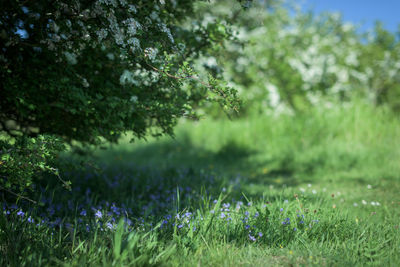 Scenic view of grassy field