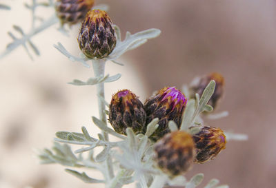 Close-up of bee pollinating on flower