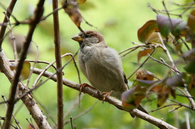 Close-up of sparrow perching on tree