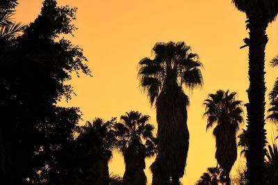 Low angle view of silhouette trees against sky