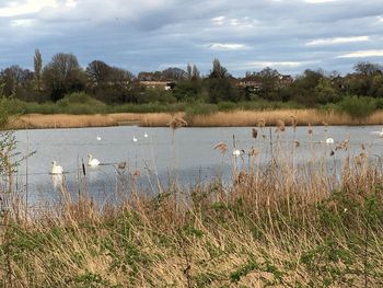 Swans in lake against sky