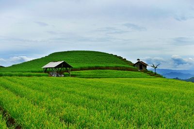 Scenic view of agricultural field against sky