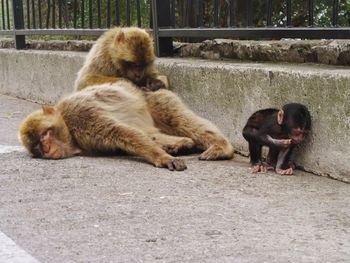 Monkey playing with baby