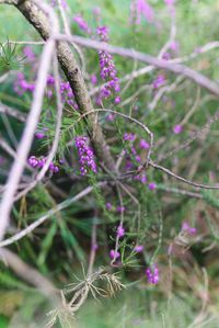 Close-up of purple flowers on plant