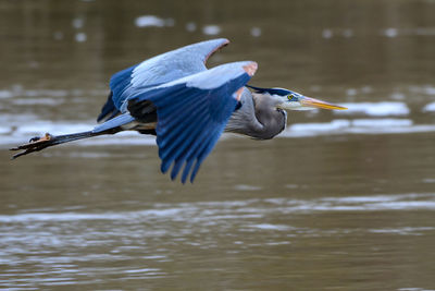 Bird drinking water