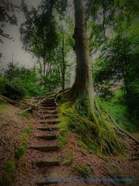 Walkway amidst trees against sky