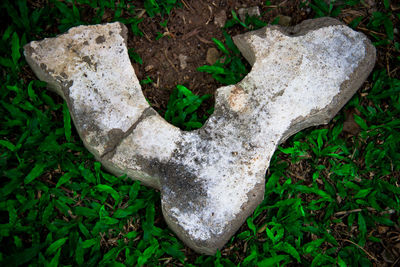 High angle view of dead plant on field