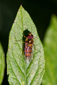 Close-up of fly on leaf