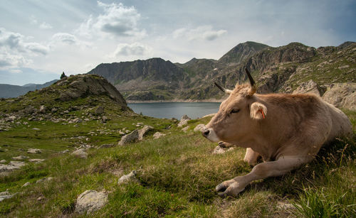 View of a lion in a mountain