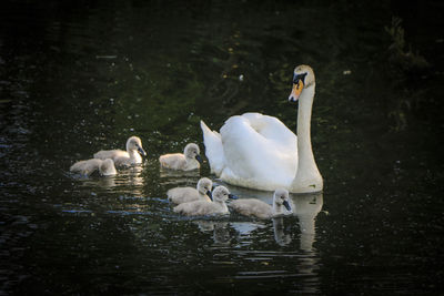 Swan with cygnets swimming on lake