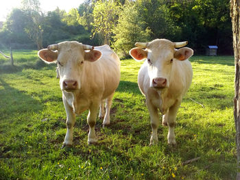 Portrait of cow standing on field