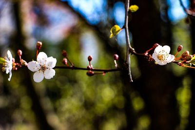 Close-up of white flowers blooming on branch