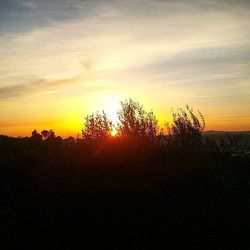 Silhouette of trees at sunset