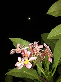 Close-up of pink flowers