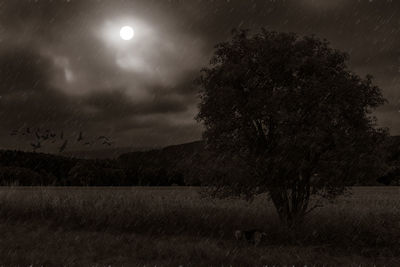 Tree on field against sky at night