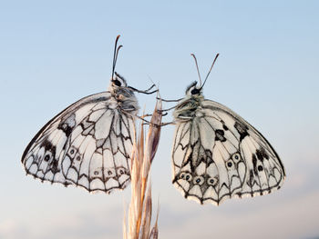 Close-up of butterflies on plant against sky