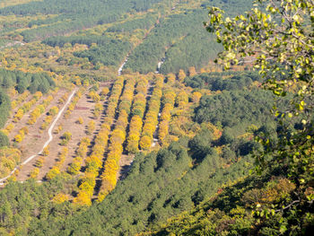Scenic view of agricultural field